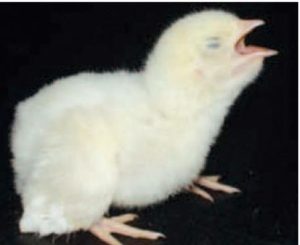 Penyakit Pernafasan pada Ayam