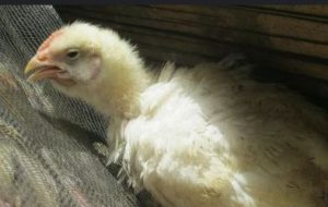 Penyakit Pernafasan pada Ayam