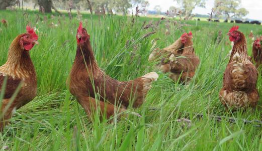 Penyakit Pernafasan pada Ayam